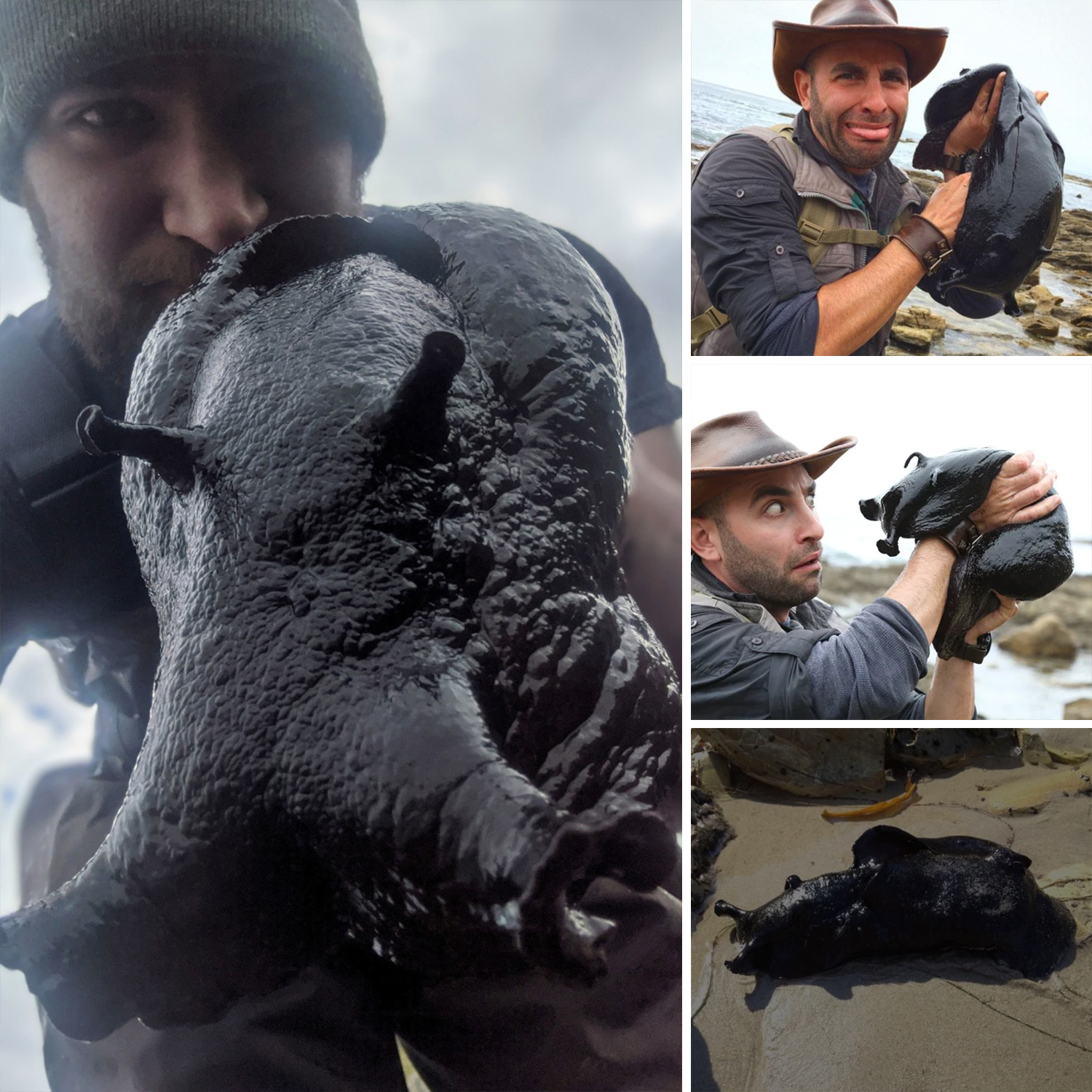 Black Sea Hares Are the Largest Sea Slugs And They Sometimes Create ...