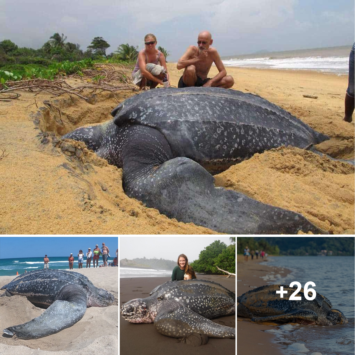 Incredible Moment World's Largest Sea Turtle Emerges From The Sea ...