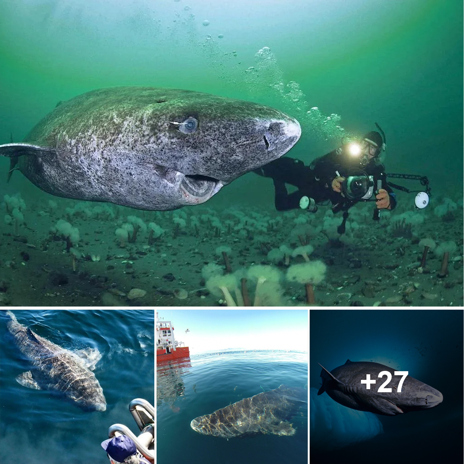 This 512-Year-Old GreenLand Shark Is The Oldest Living Vertebrate On ...